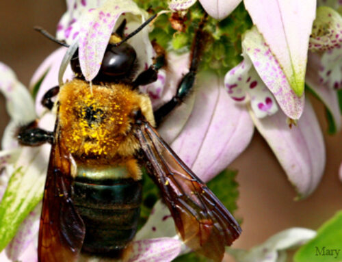 The Links, Incorporated&rsquo;s Headquarters Certified as 250,000th Certified Wildlife Habitat&reg;